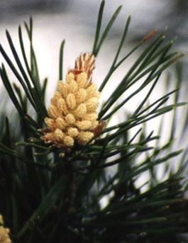 Il Pino o Pine, il fiore di Bach per chi si sente perennemente in colpa