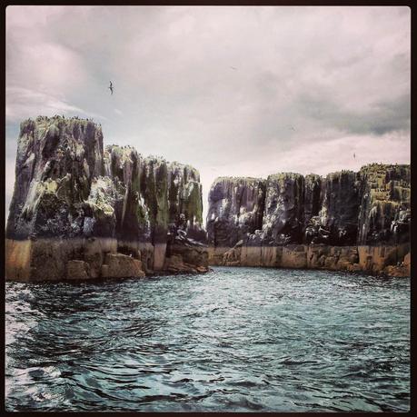 Farne Islands - Black Cat Souvenirs