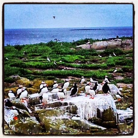 Farne Islands - Black Cat Souvenirs