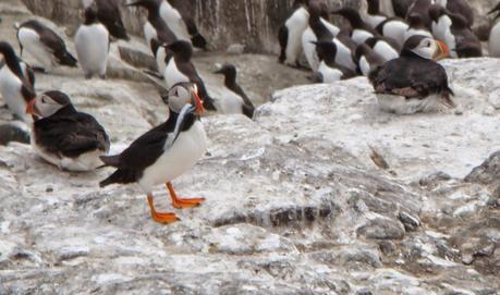 Farne Islands - Black Cat Souvenirs