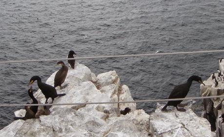 Farne Islands - Black Cat Souvenirs