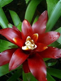 Il fiore della Guzmania Lingulata