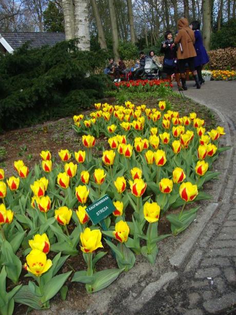 Keukenhof, Olanda