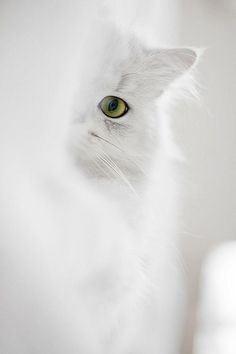 white-cat