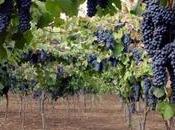 Lambrusco otello