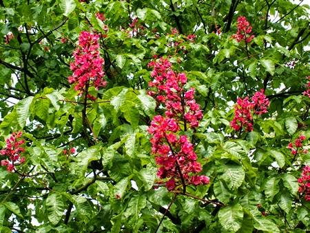 Il Castagno rosso o red Chestnut. il fiore di Bach per chi è in simbiosi con gli altri