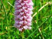 Bistorta, caratteristiche, proprietà pianta dimenticata