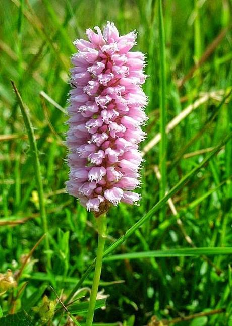 Bistorta, caratteristiche, proprietà e usi di una pianta dimenticata