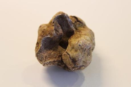 tartufo bianco