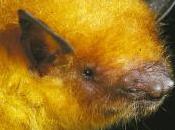 pipistrello dorato