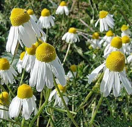 Della camomilla, degli usi comuni e la ricetta di un vino delizioso che se ne ricava