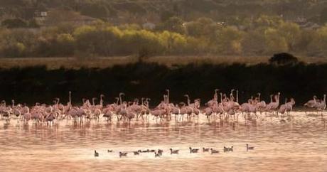 Camargue