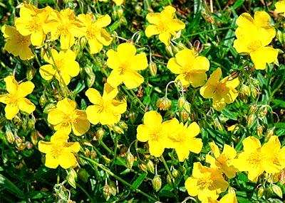 Eliantemo o Rock Rose, il fiore di Bach per chi soffre di attacchi di panico