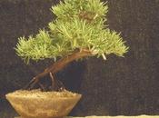 Aromaterapia Rosmarino tonico vegetale