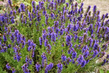 Issopo, di un'acqua di bellezza e altre cure