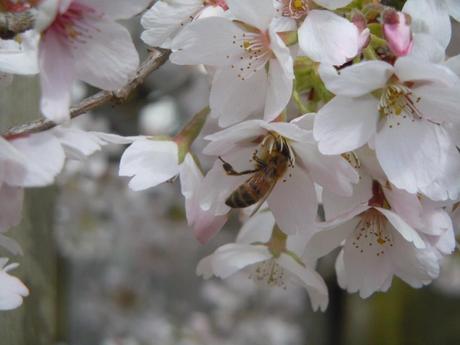 [Preview] - BeeInspired Natural Beeswax Creams