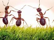 collaboratori vegan cercasi