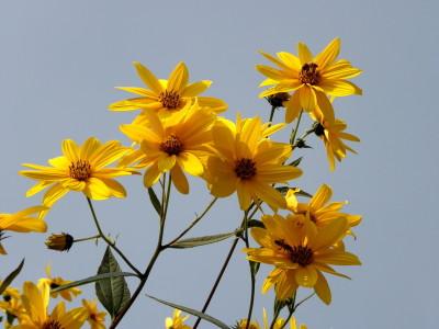 TOPINAMBUR - Un' altra delizia offerta dalla Natura