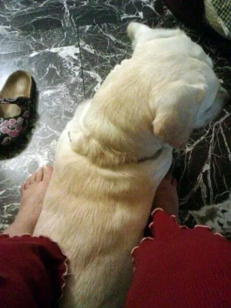 1604932_713649195372118_1902674550080143275_n