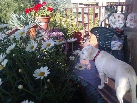 10676221_713649158705455_9190957292796338777_n