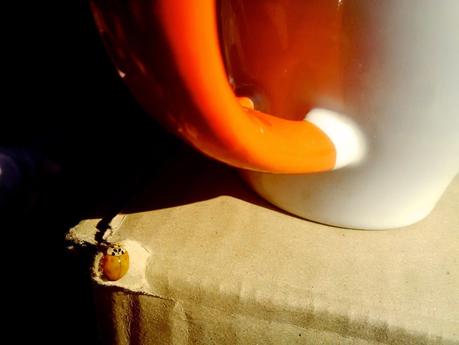 coccinelle e caffè