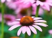 diamo Echinacea sotto anni: ecco perché.