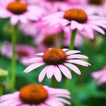 Non diamo Echinacea sotto i 12 anni: ecco perché.