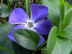 Il bellissimo fiore pervinca: in questa foto risalta in modo particolare il suo caratteristico colore.