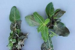 Malattia della Pervinca causata da un fungo chiamato Phytophthora parasitica.