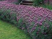 Fioritura lavanda