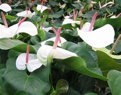 Piante di anthurium bianco