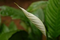 Fiore di anthurium bianco non ancora sbocciato