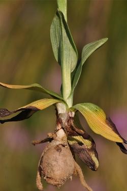 Bulbo di Orchidea bertolonii