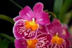 Orchidea miltonia