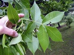 Dettaglio fogliame noce americano