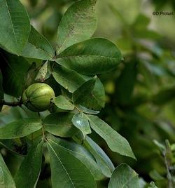 Dettaglio frutto noce americano