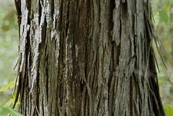 Legno in noce americano