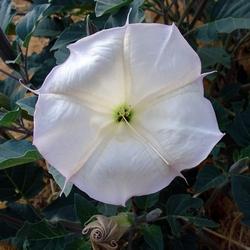 Fiore di Datura