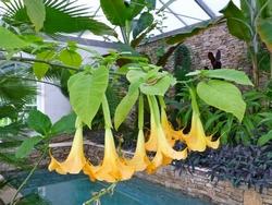 Una Datura in serra fredda