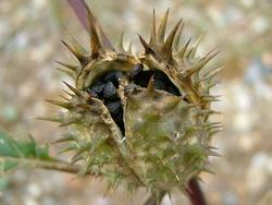 Semi di Datura