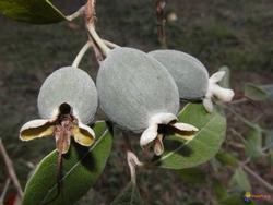 Frutti di feijoa