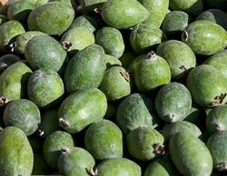 Feijoa, pianta