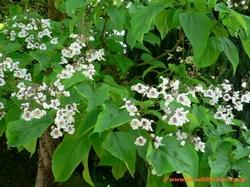 Catalpa in fiore.