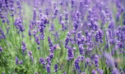 Piante di lavanda