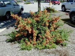 Un arbusto di pyracantha coccinea con le bacche rosse