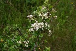 Una pyracantha coccinea in fiore