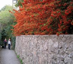 Una bella siepe di pyracantha coccinea