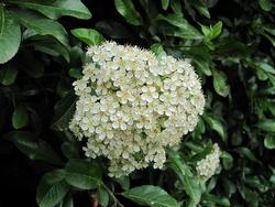 Un fiore della pyracantha coccinea