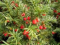 Esempio di Taxus Baccata