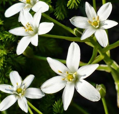 La Stella di Betlemme, il fiore di Bach per chi è particolarmente angosciato